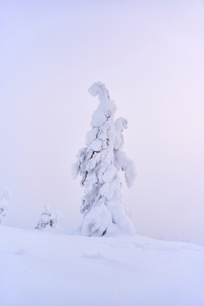 A snow-covered tree stands on a white hill.